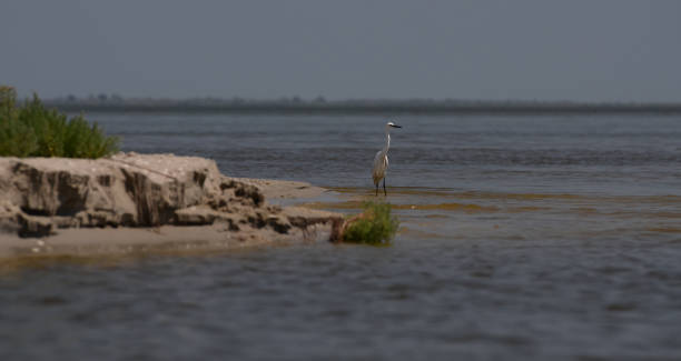 istock Birds in the Danube reserve. Cormorants and pelicans 1143509777