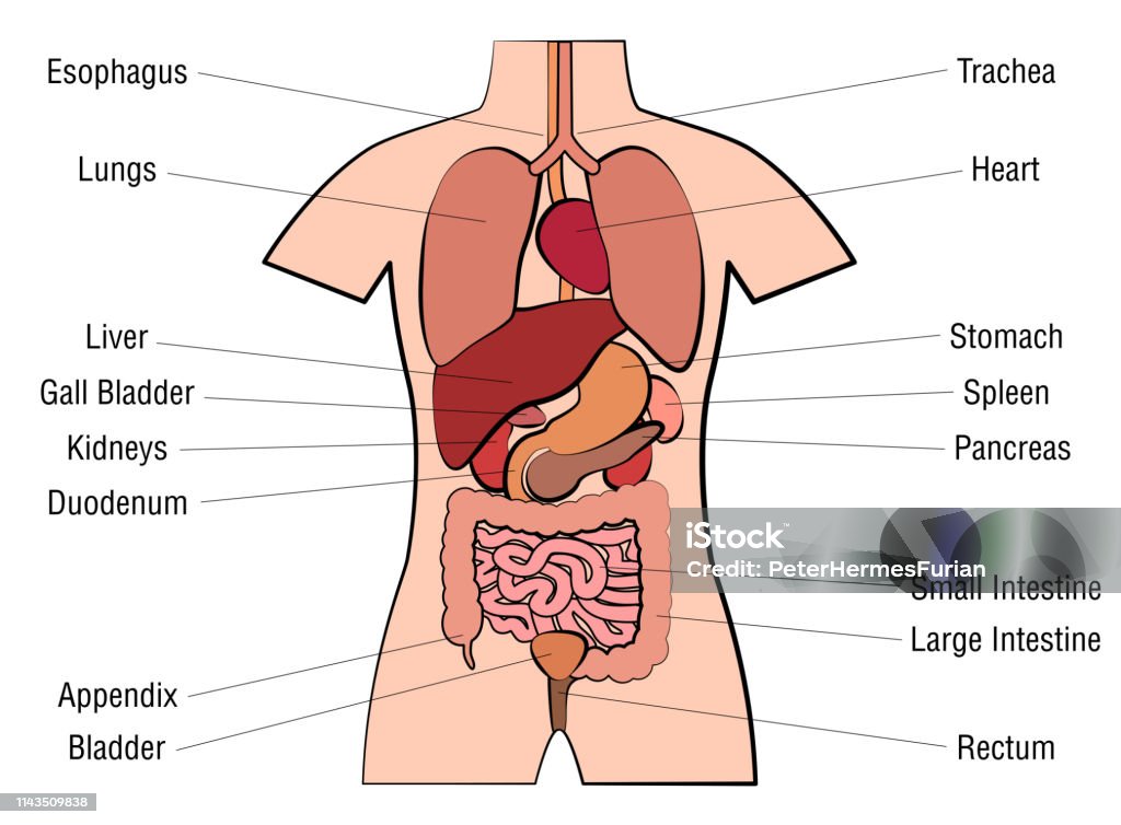 Inner organs chart - anatomy diagram with internal organs and appropriate names - isolated vector illustration on white background. Torso stock vector