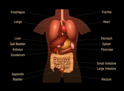 Less Known Internal Organs Internal Organs Threedimensional Anatomy Chart With Inner Organs And ...