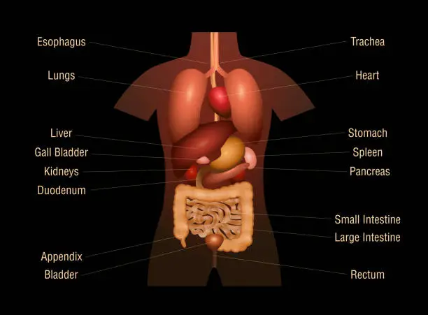 Vector illustration of Internal organs - three-dimensional anatomy chart with inner organs and labeled with their names - black background.