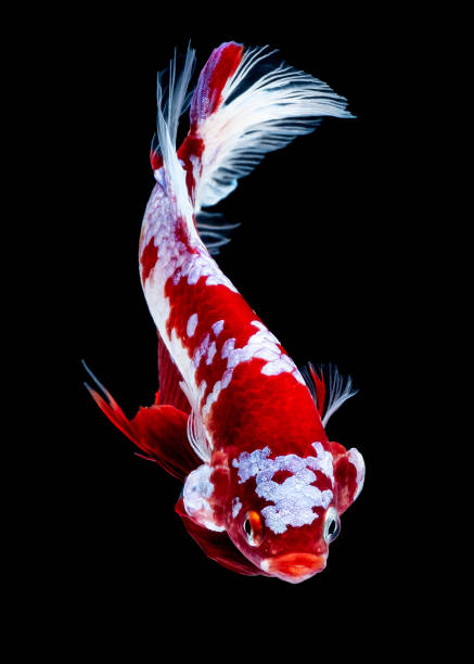 istock Betta fish Koi fish Red White in the 1143511114