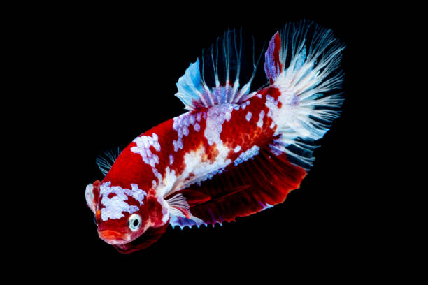 istock Betta fish Koi fish Red White in the aquarium 1143511116