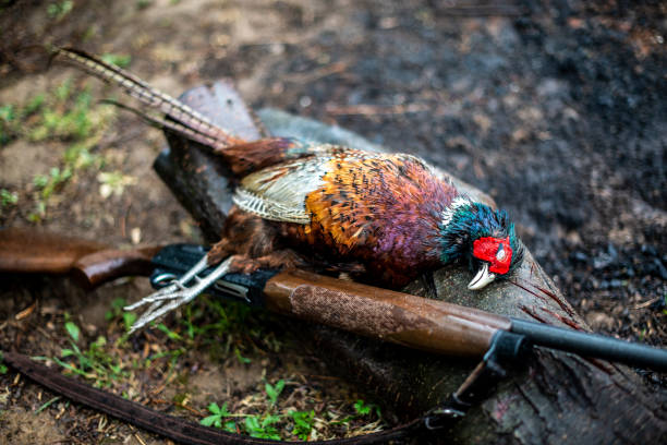 un faisan chassé aménagé sur un tronc d’arbre avec un fusil de chasse - pheasant hunting feather game shooting photos et images de collection