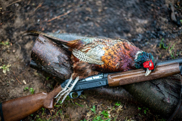 ハンターショットガンの隣に倒れた木の幹に置かれた死んだキジ - pheasant hunter ストックフォトと画像