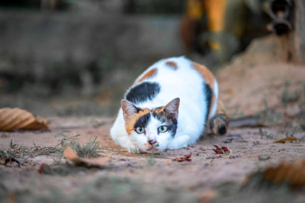 istock A Siamese tricolor cat crouching and staring at camera ready for an attack. 1143512697