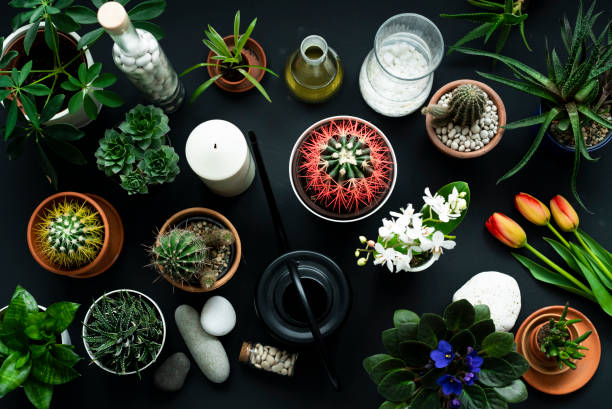 istock Modern black table decoration. Cactus, succulent plants, tulips, and decorative rocks. View from above. 1143512916
