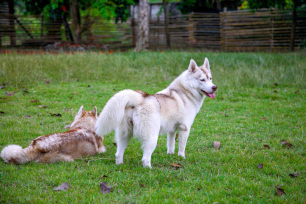 A red-and-white siberian husky is standing graciously in the back yard while her sibling lying down beside her.