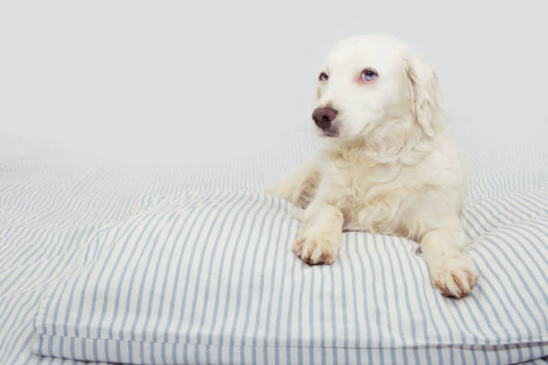 istock CUTE DOG LYING DOWN ON OWNER'S BED LOOKING AT CAMERA. 1143515527