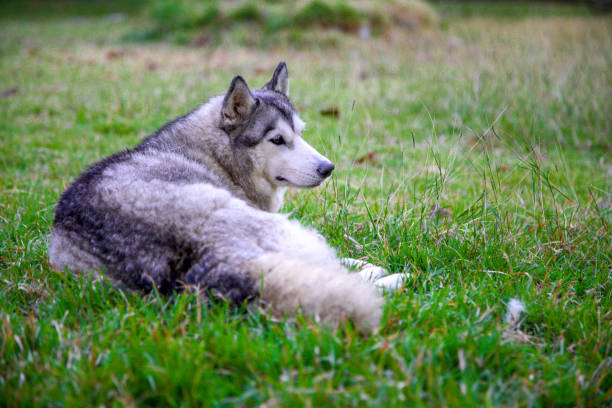 istock A gray-and-white siberian husky is lying down peacefully on the ground in the backyard looking away. 1143515746