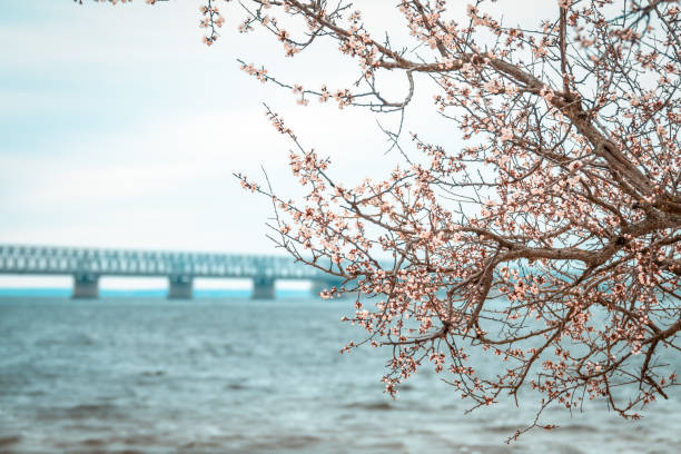 istock Flowering branches of apricot blossoms 1143515845