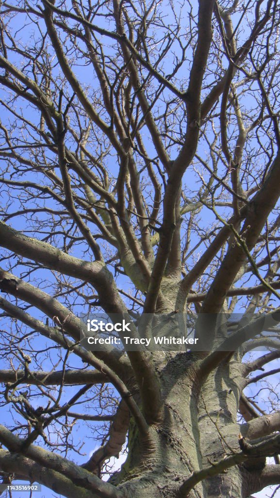 Tree Trees stand like sculptures, natural sculptures from nature. Botany Stock Photo