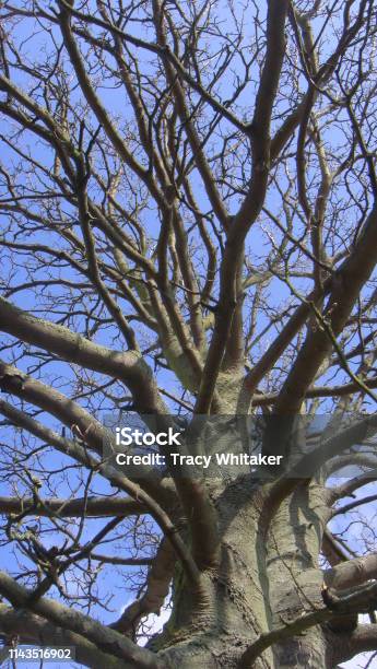 Tree Stock Photo - Download Image Now - Botany, Branch - Plant Part, Environment