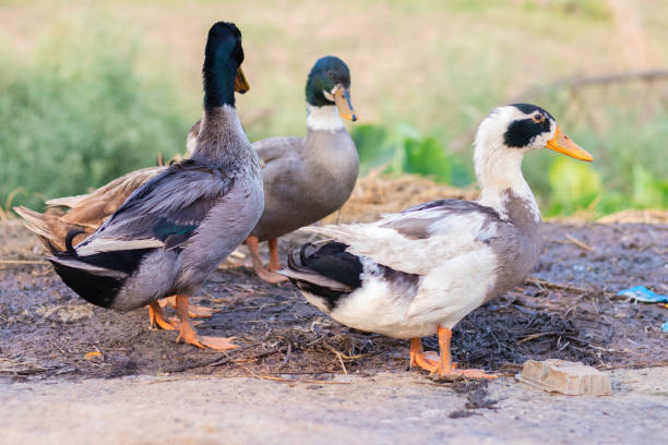 istock a group of ducks crossing across the road 1143516996