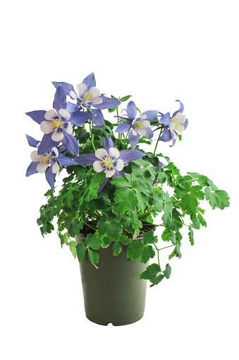 Potted Columbine, Aquilegia, member of the Ranunculaceae family, isolated over a white background with clipping path included. Perennial garden plant.