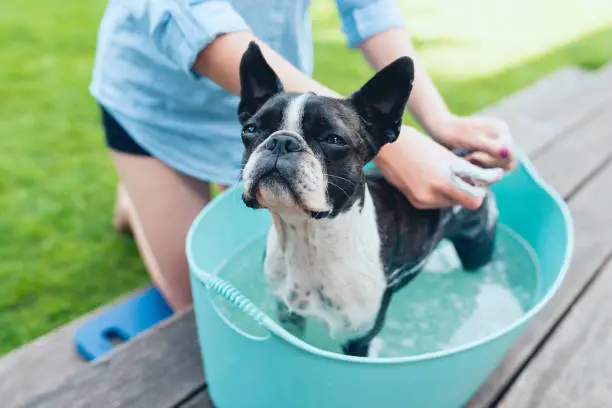 Photo of kids wash boston terrier puppy in blue basin on the summer garden background