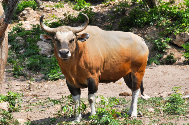 istock Brown cow in their natural habitat 1143518614