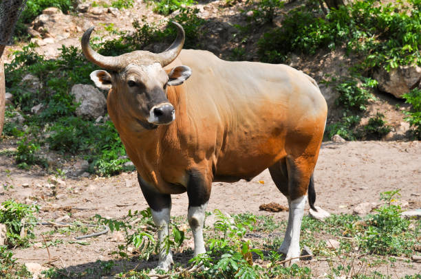 istock Brown cow in their natural habitat 1143518689