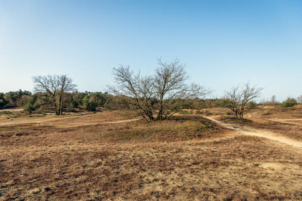 parque nacional holandés loonse en drunense duinen en colores otoñales - diminishing perspective spring photography tree fotografías e imágenes de stock