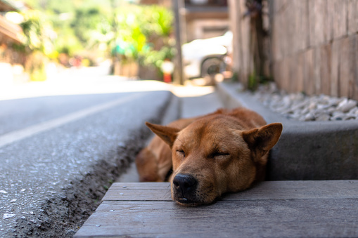 A brown dog is happily sleeping on the country road in a village.
