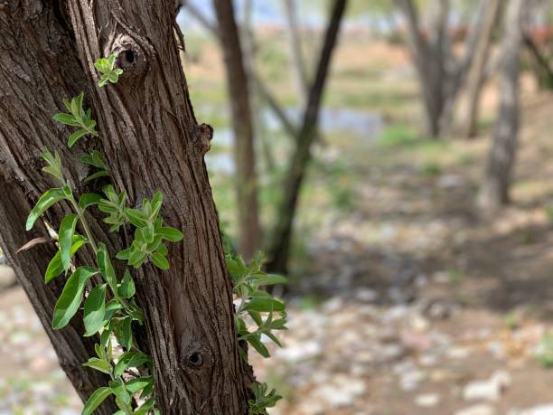 istock Intertwined Cottonwood Trees Left Aligned 1143521015