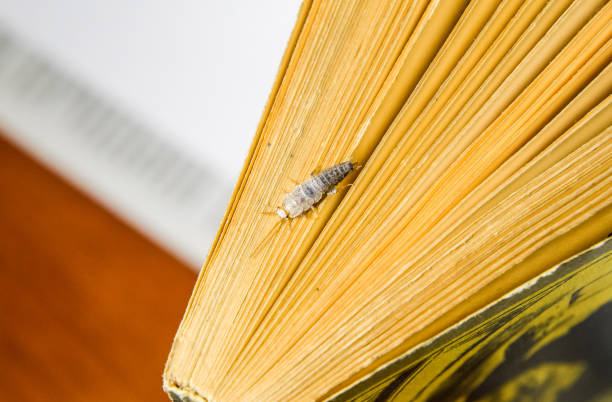 Insect feeding on paper - silverfish Insect feeding on paper - silverfish. Pest books and newspapers. tapestry photos stock pictures, royalty-free photos & images