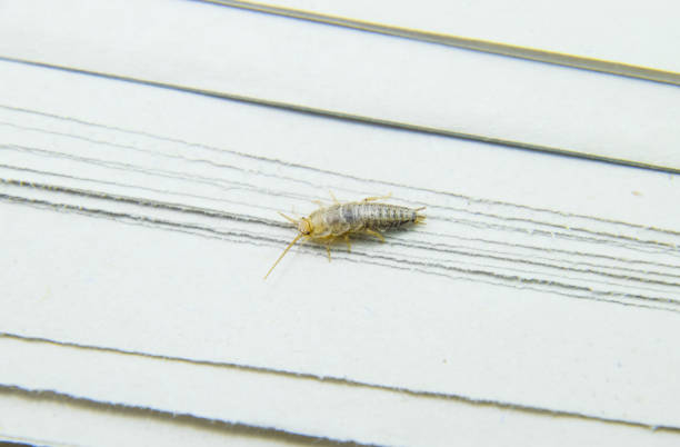 insektenfütterung auf papier-silberfisch - fishmoth stock-fotos und bilder