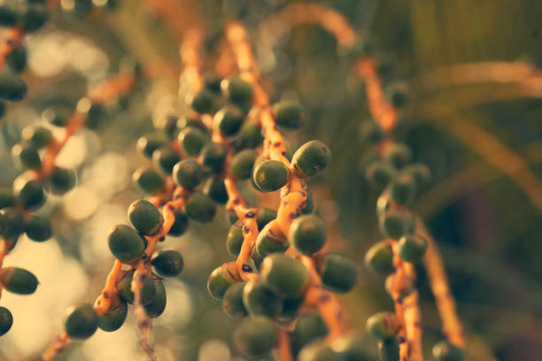 Malaysia, Indonesia, Asia, Oil Palm, Palm Oil