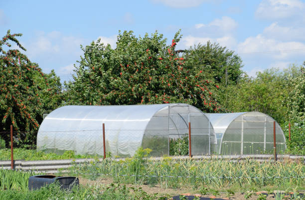 polycarbonate à effet de serre dans un jardin privé - greenhouse industry tomato agriculture photos et images de collection