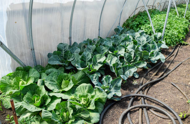 Seedlings of cabbage. Cultivation of cabbage in a greenhouse. Seedlings of cabbage. Cultivation of cabbage in a greenhouse. Seedlings in the greenhouse. Growing of vegetables in greenhouses plantlet stock pictures, royalty-free photos & images