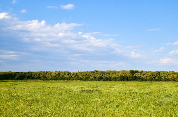 istock Field of rice in the rice paddies 1143523751