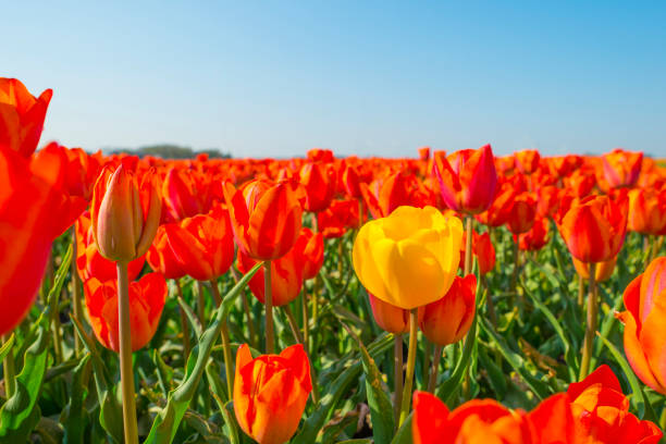 istock Field with flowers below a blue sky in sunlight in spring 1143524129