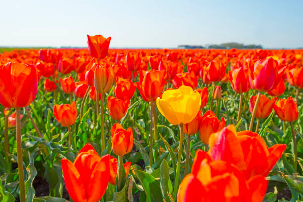 istock Field with flowers below a blue sky in sunlight in spring 1143524438