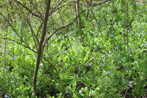 istock Bluebell (Mertensia virginica) Wildflowers Blooming in Springtime in Forest 1143525298