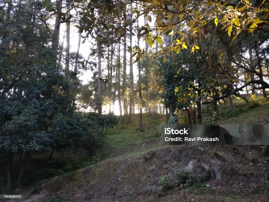 Ranikhet A forest view from somewhere in Ranikhet Asia Stock Photo