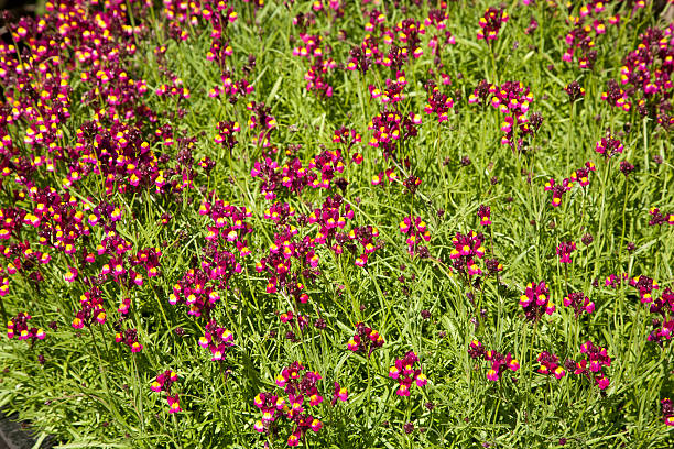 background of bursting linaria flower stock photo