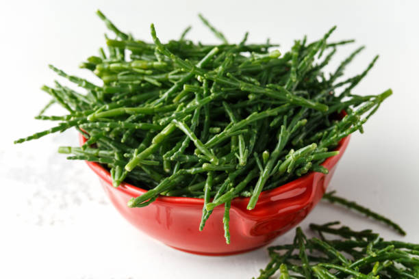Fresh green raw samphire in red bowl Fresh green raw samphire in red bowl. salicornia europaea stock pictures, royalty-free photos & images