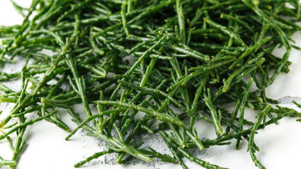 Fresh green raw samphire on white table Fresh green raw samphire on white table. salicornia europaea stock pictures, royalty-free photos & images