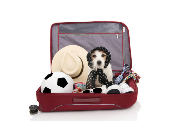 istock JACK RUSSELL DOG INSIDE A RED MODERN BAGGAGE OR LUGGAGE GOING ON VACATIONS. ISOLATED AGAINST WHITE BACKGROUND. 1143529938