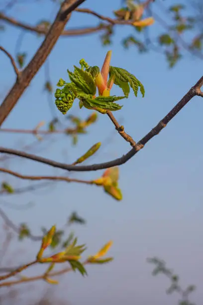 Twigs with young leaves bursting from buds on the tree in spring, viewed in close-up against blue sky