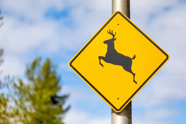 istock Yellow Deer Crossing Sign 1143531715