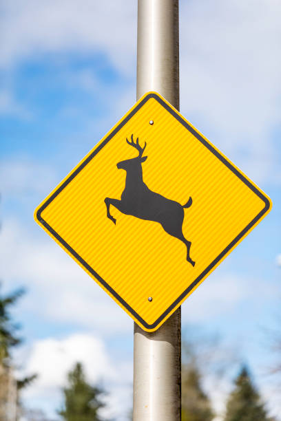istock Yellow Deer Crossing Sign 1143532267