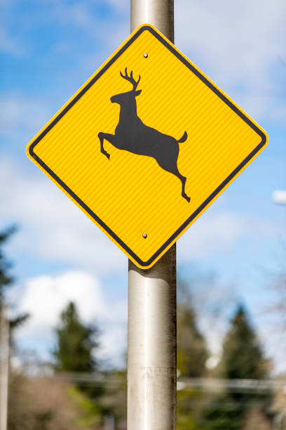istock Yellow Deer Crossing Sign 1143532268