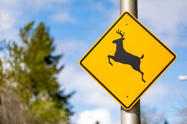 istock Yellow Deer Crossing Sign 1143532301