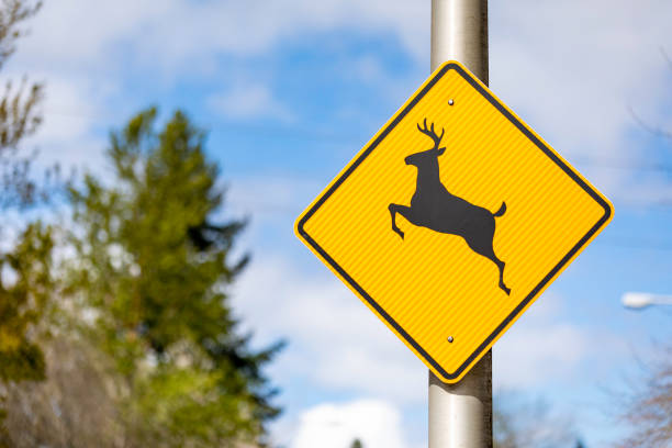 istock Yellow Deer Crossing Sign 1143532358