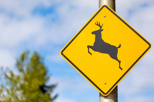 istock Yellow Deer Crossing Sign 1143532371
