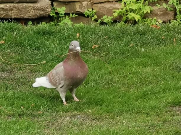 istock Feral pigeon with a twig in its mouth 1143532537