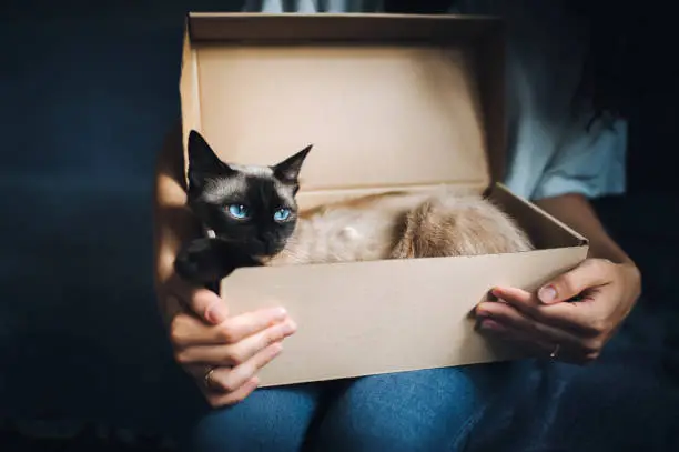 Siamese cat hides in a box. Cat Games. Comfort zone. New flat. Concept of loneliness, homeless, foundling, claustrophobia and introvert.