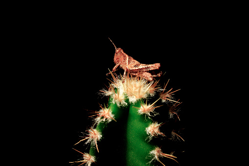 insect cricket on the spines of the cactus, challenge and overcome problems of life. Overcoming problems, winning. Copy space and text