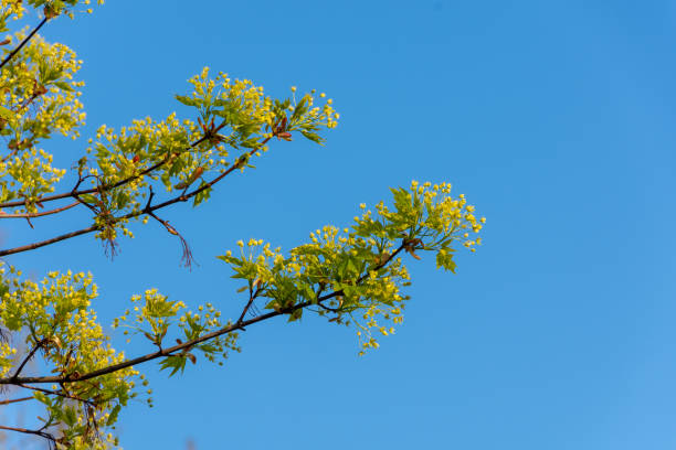 istock Branches of a flowering plane tree in spring 1143533648