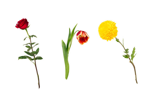 istock Beautiful floral set (vivid red rose, bright yellow chrysanthemum, red and yellow tulip on stems with green leaves). Flowers isolated on white background. Side view. 1143534250